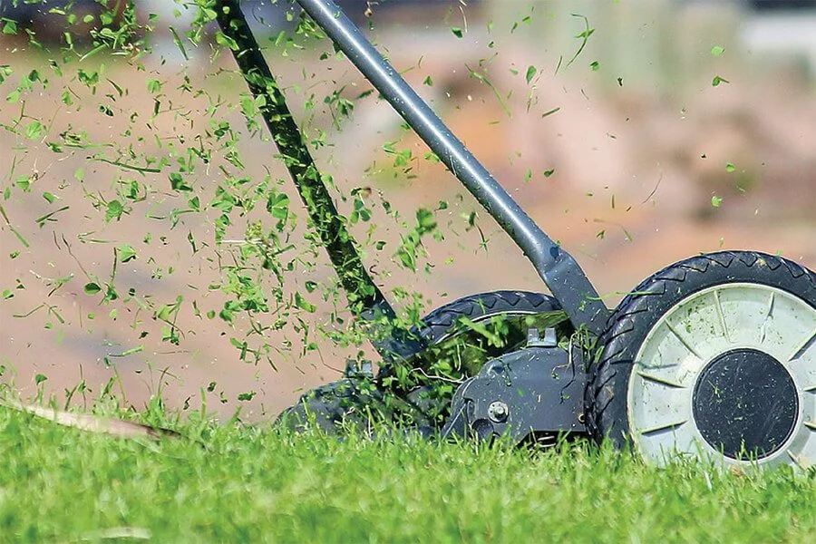real lawn versus artificial
