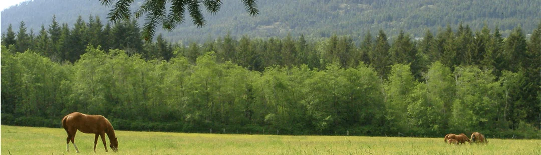 A landscape from the Cedar neighbourhood guide