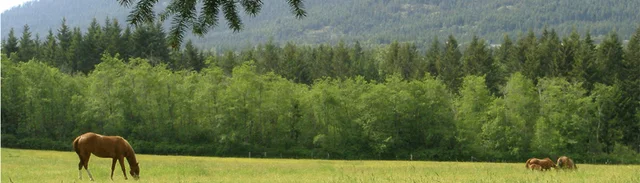 A landscape from the Cedar neighbourhood guide