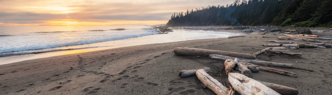 Driftwood on a sandy beach at sunset, beside a forested headland