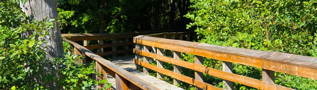 A wooden boardwalk winding through green woodland