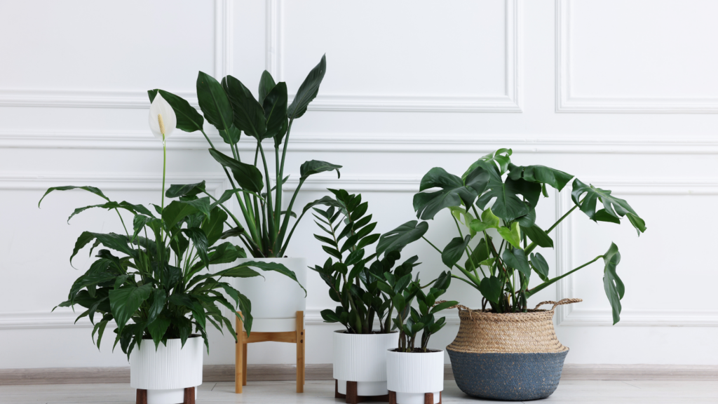 Indoor plants home design