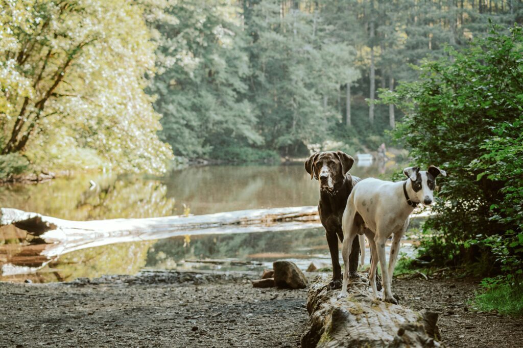 Dogs near river in pet-friendly hiking area of Nanaimo