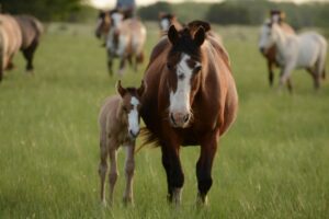 Horses on an acreage in Nanaimo with Real Estate